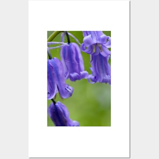 Bluebells (Hyacinthoides non-scripta) (B570/1540) Posters and Art